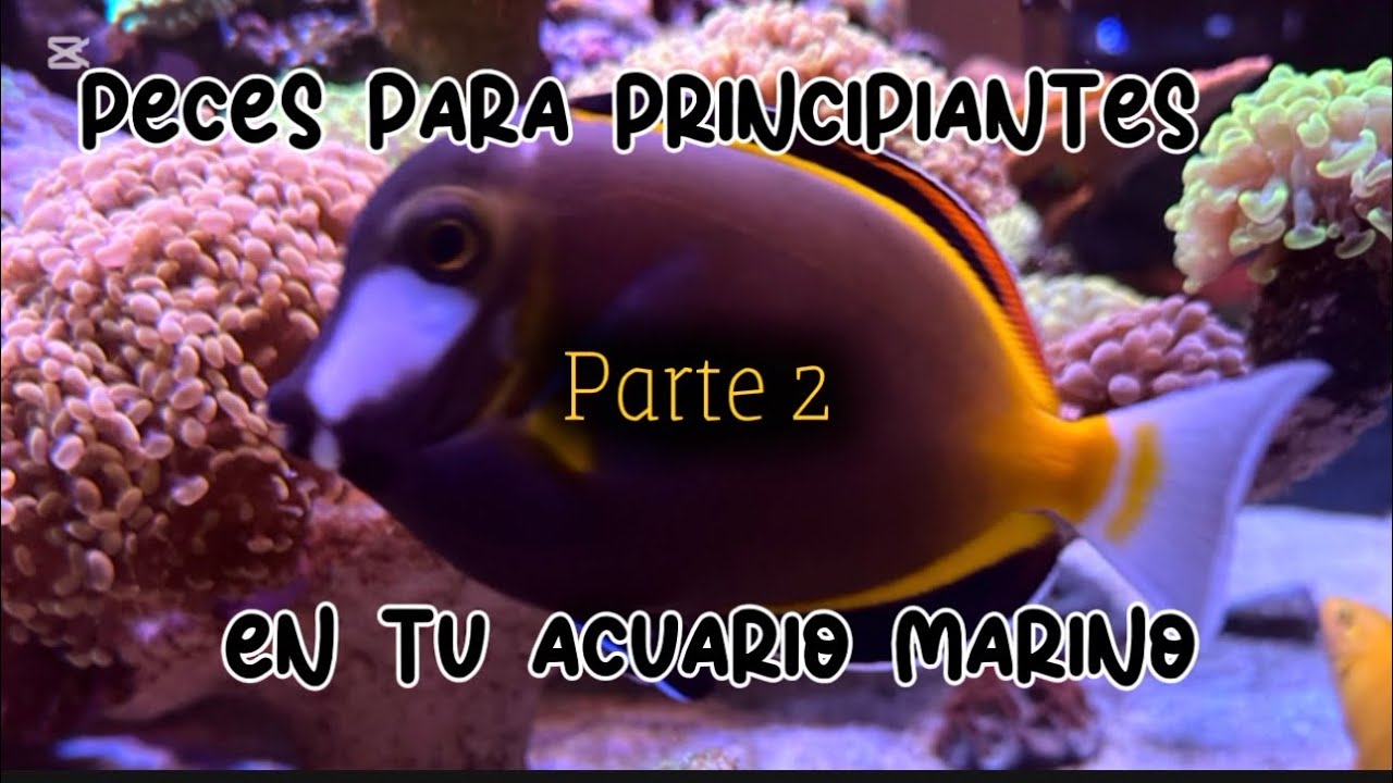 Peces marino para principiantes ( Parte 2) 