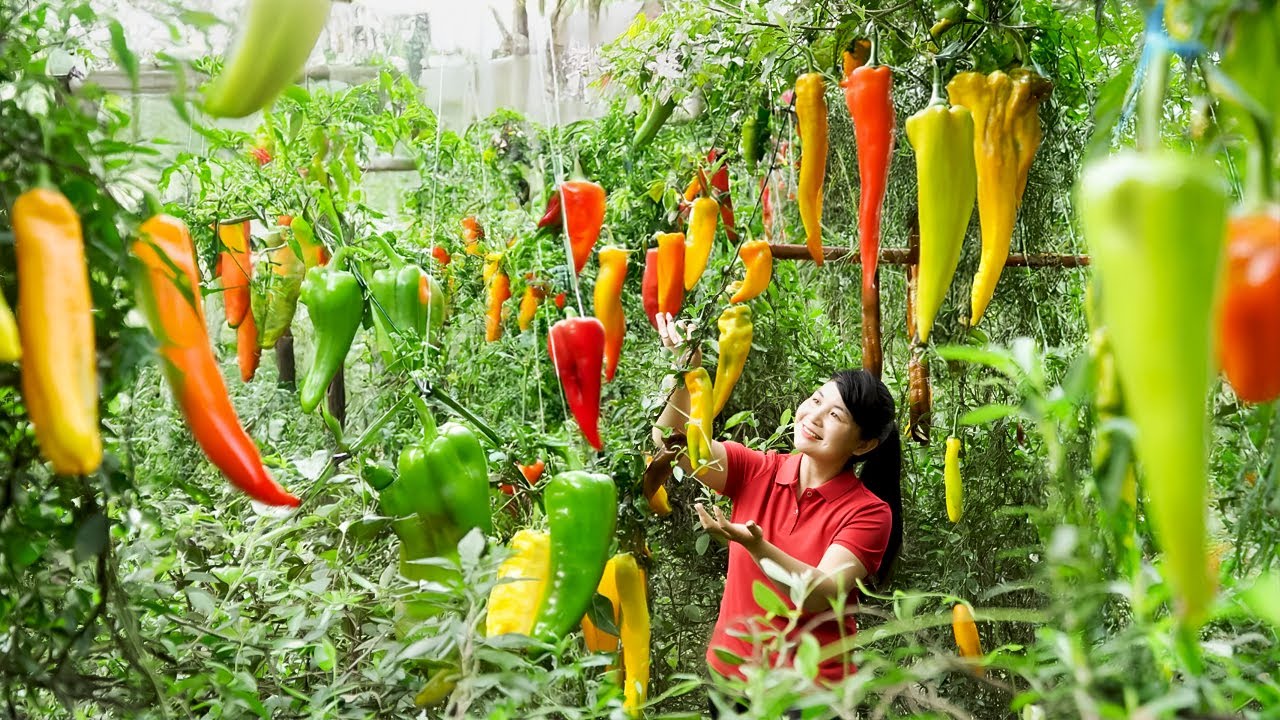 How To Harvest Bell Pepper, Sell It At The Market And Cook Dishes At Home | Tieu Vy Free Bushcraft