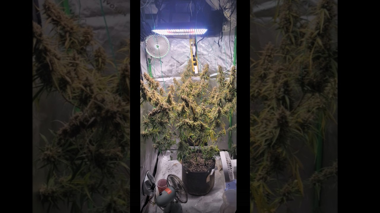 Rosin press on Dabpress 6ton.  #420fastbuds #dabpress #rosin #autoflower #yeild #flower
