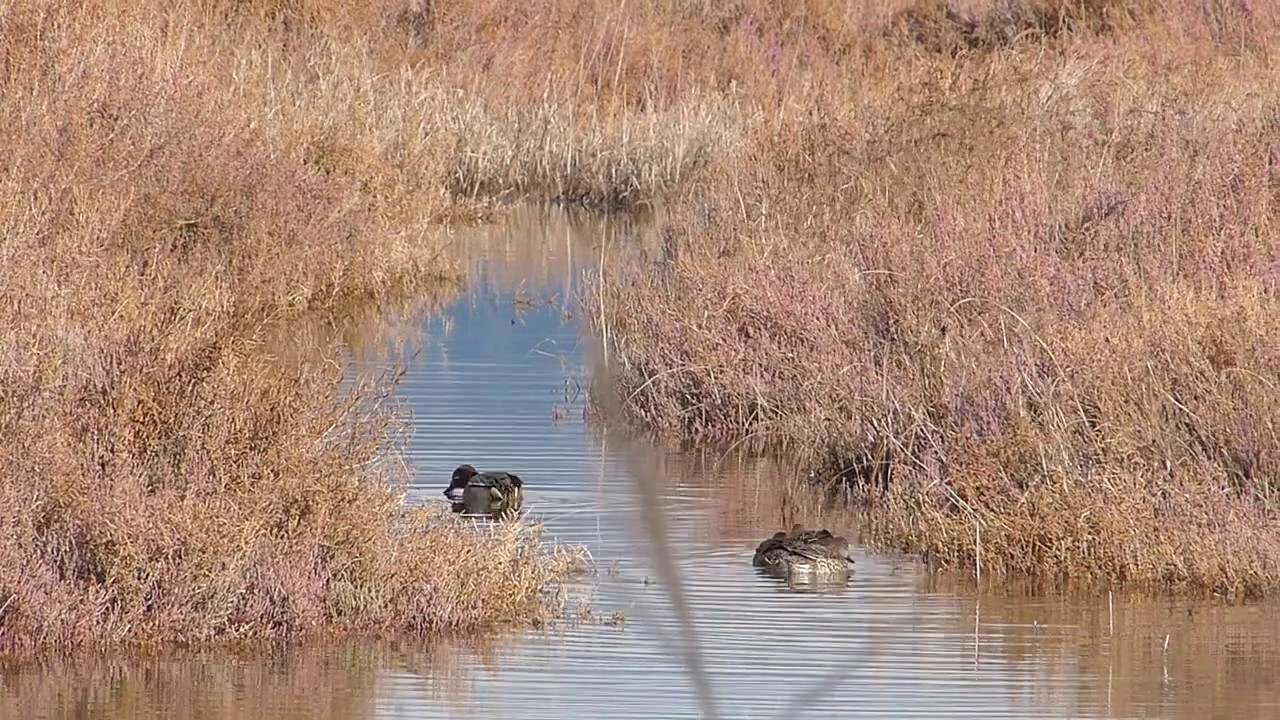 05 0119 Alyki lagoon..Aighio               Anas crecca crecca/ Κιρκίρια