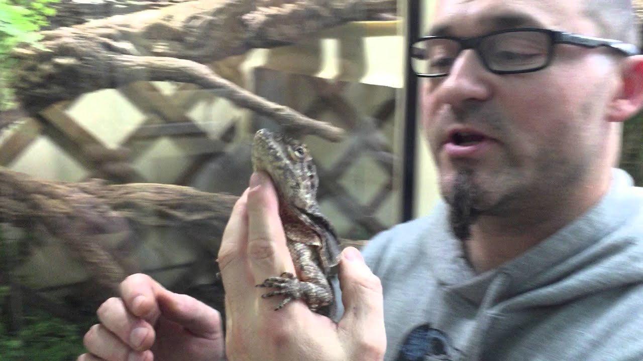 Trio de Chlamydosaurus kingii dans un terrarium Herptek Custom