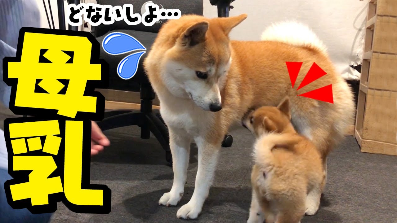 子犬と先住犬が初接触！お乳を探す仔犬に優しく接する姉犬ちくわに感動しました