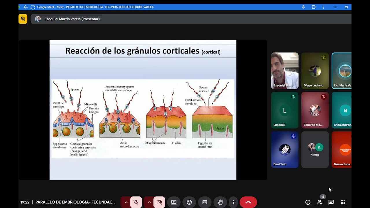 PARALELO DE EMBRIOLOGIA- FECUNDACION-DR EZEQUIEL VARELA