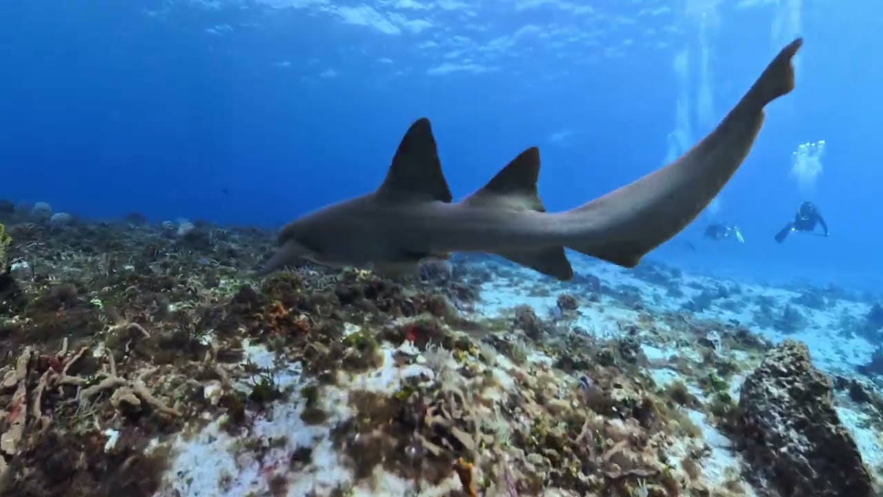 Scuba Diving Cozumel November 2025