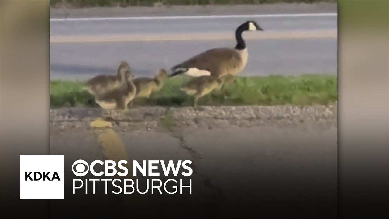 Pennsylvania community outraged after family of geese ran over by driver