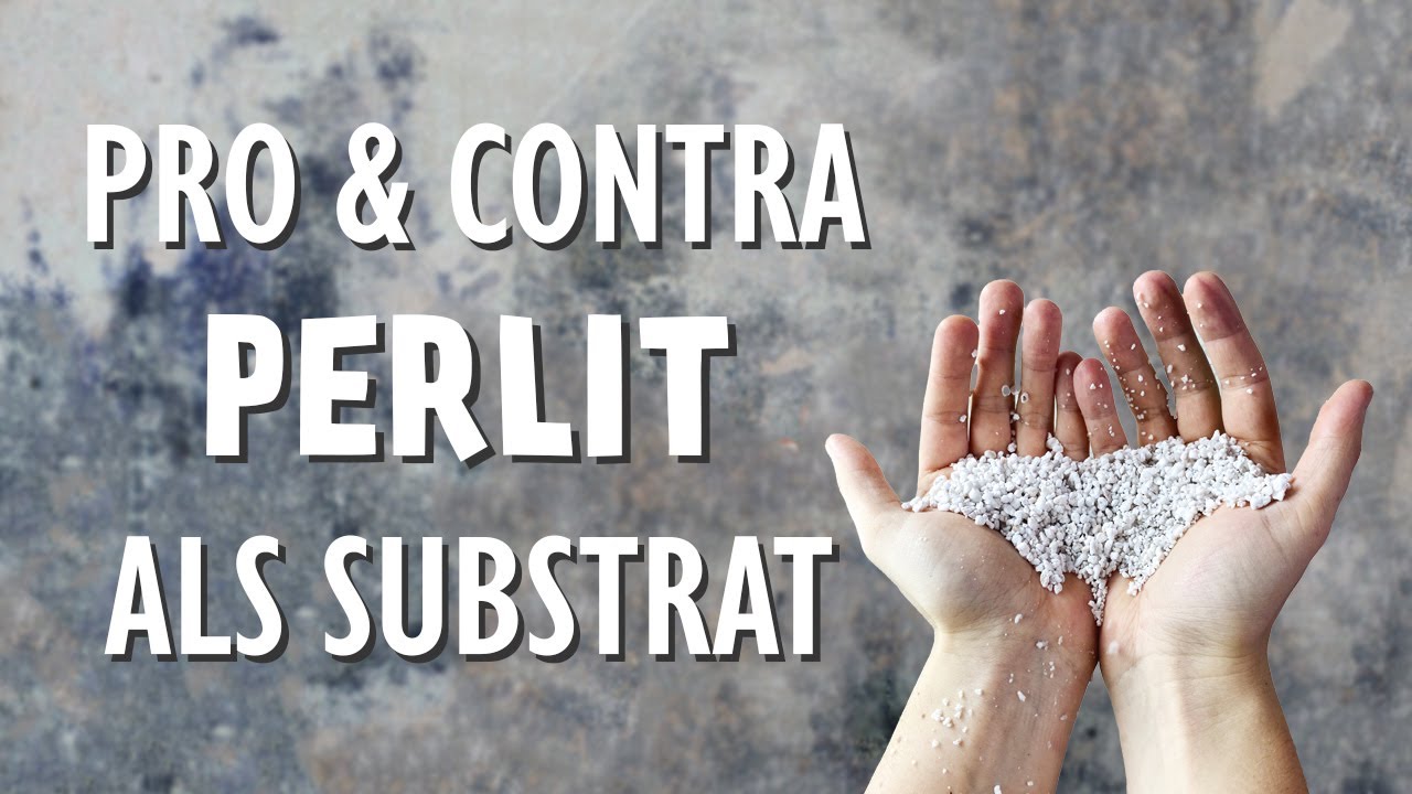 Sind Perlite wirklich immer das perfekte Substrat? Pro und Contra aller Eigenschaften!