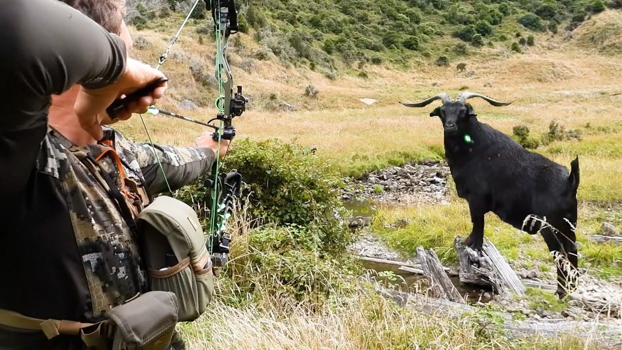 BIG NZ billys by bow!