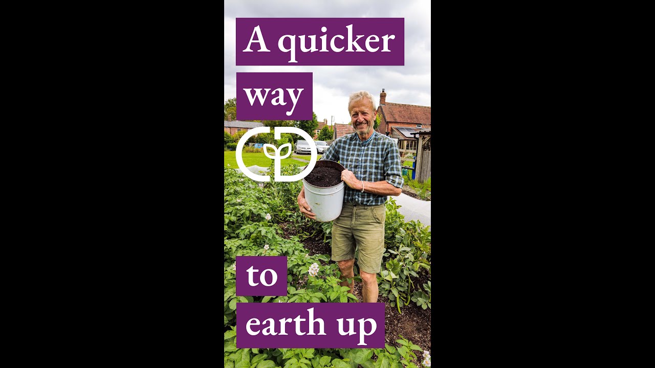 Easy earthing up on potatoes with compost
