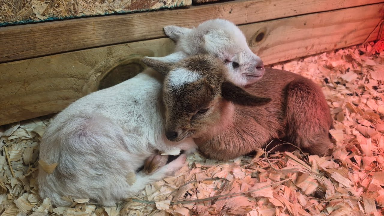 Clovers kids Running and playing around at a few days old #themeadow 