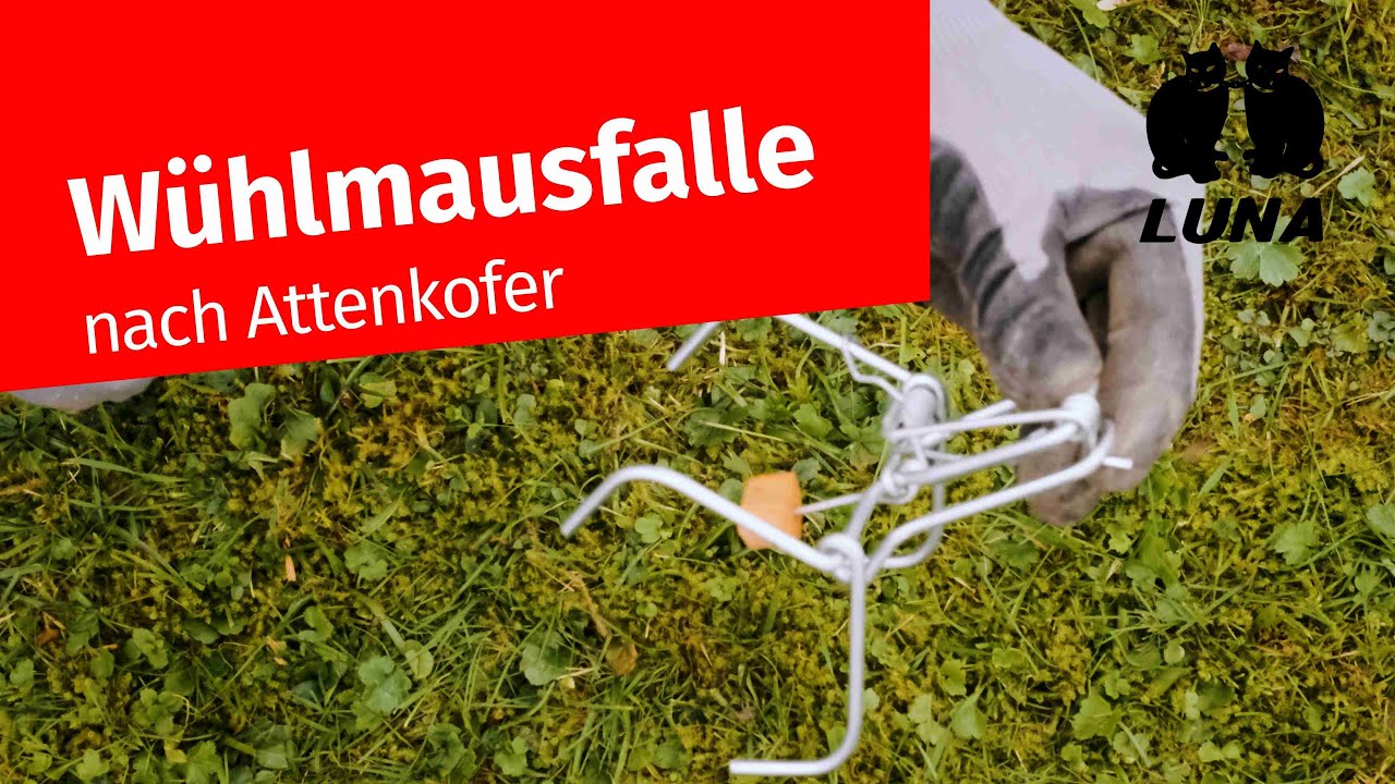 Wühlmausfalle nach Attenkofer aufstellen: Einfache Anleitung