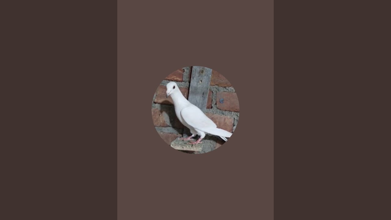 Birds & Animals lover is live!