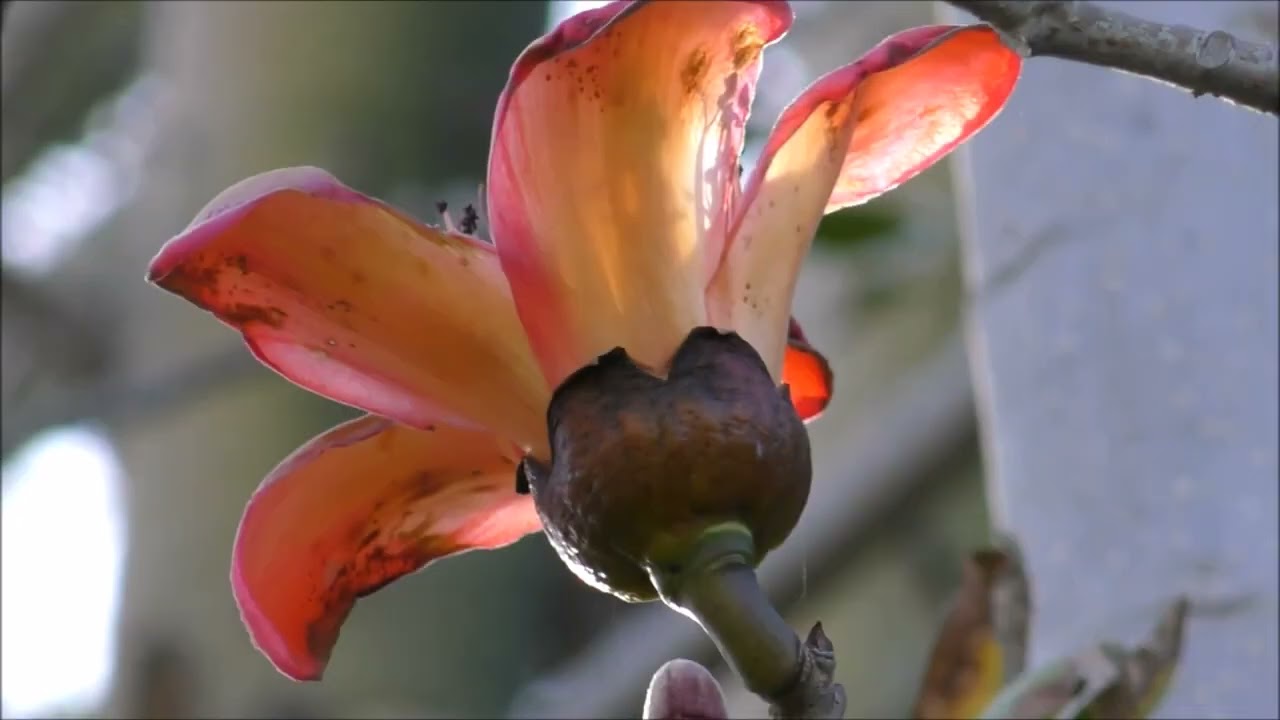 Bombax Ceiba / Бомбакс капоковый
