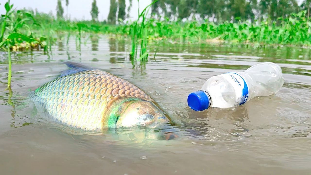 Amazing Fishing Video || Hook Fishing With Plastic Bottle Fish Trap || Simple Fishing Technique