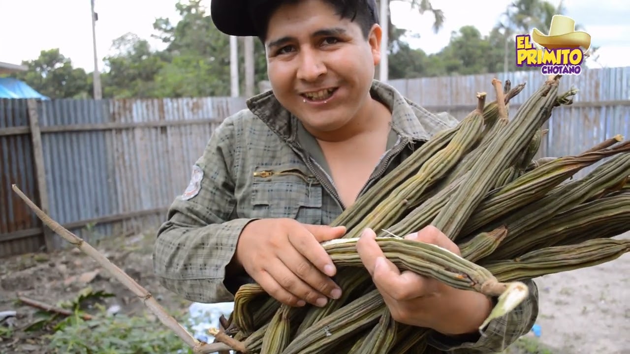las wabas de la selva