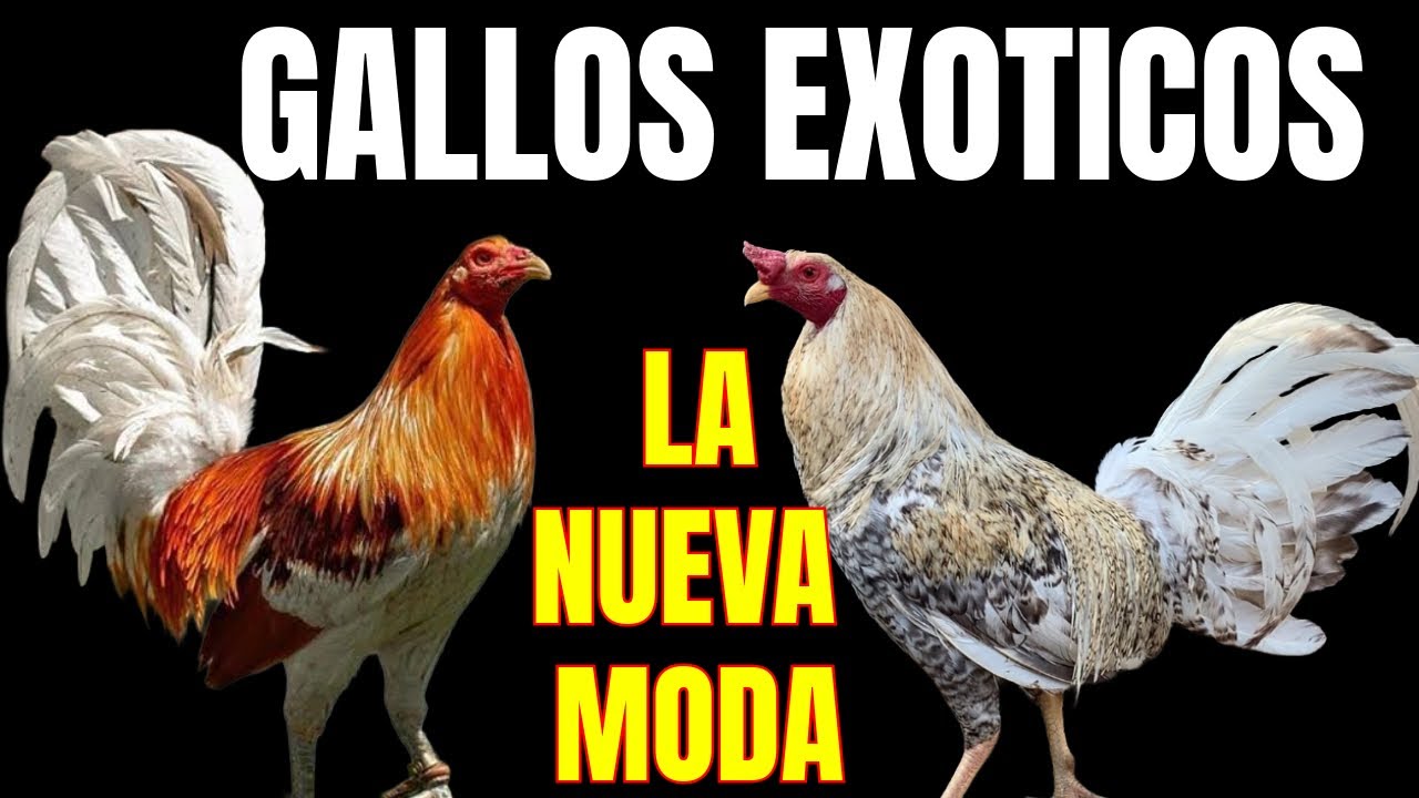GALLOS EXOTICOS... LA NUEVA MODA