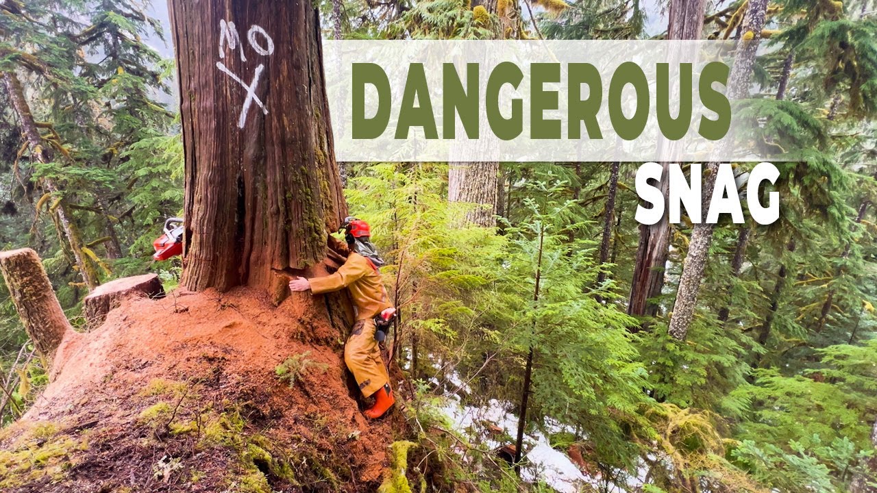 46. Cutting Tall Balsam Trees and a Large Snag