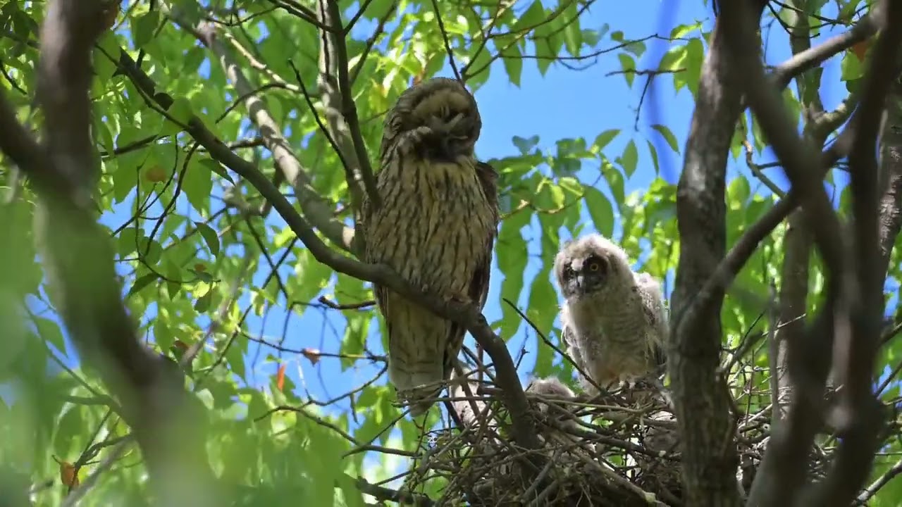 トラフズク　ヒナの成長