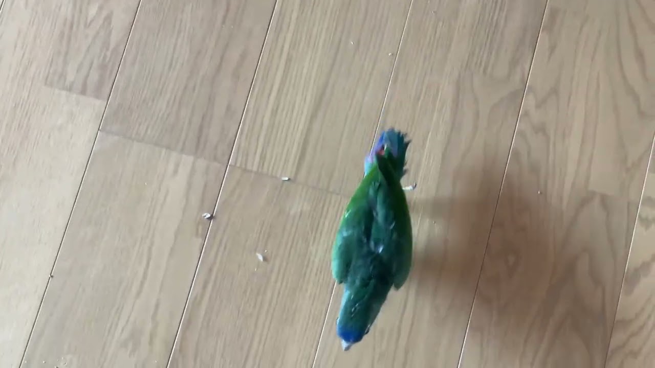 歩いてついてくるサファ💙🦜