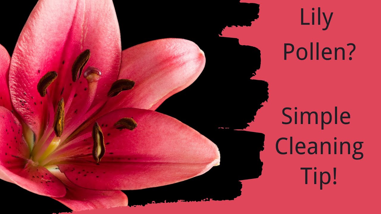 Cleaning Lilies
