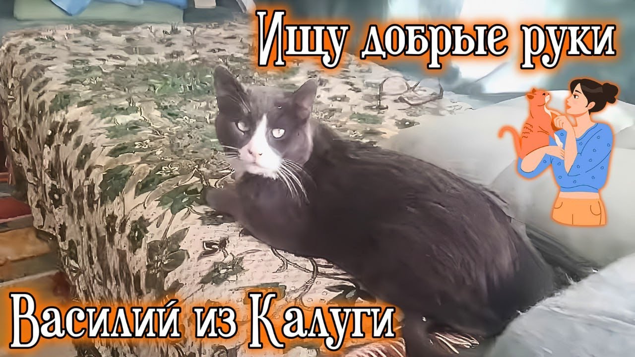 Ищу Добрые руки. Василий из Калуги. 