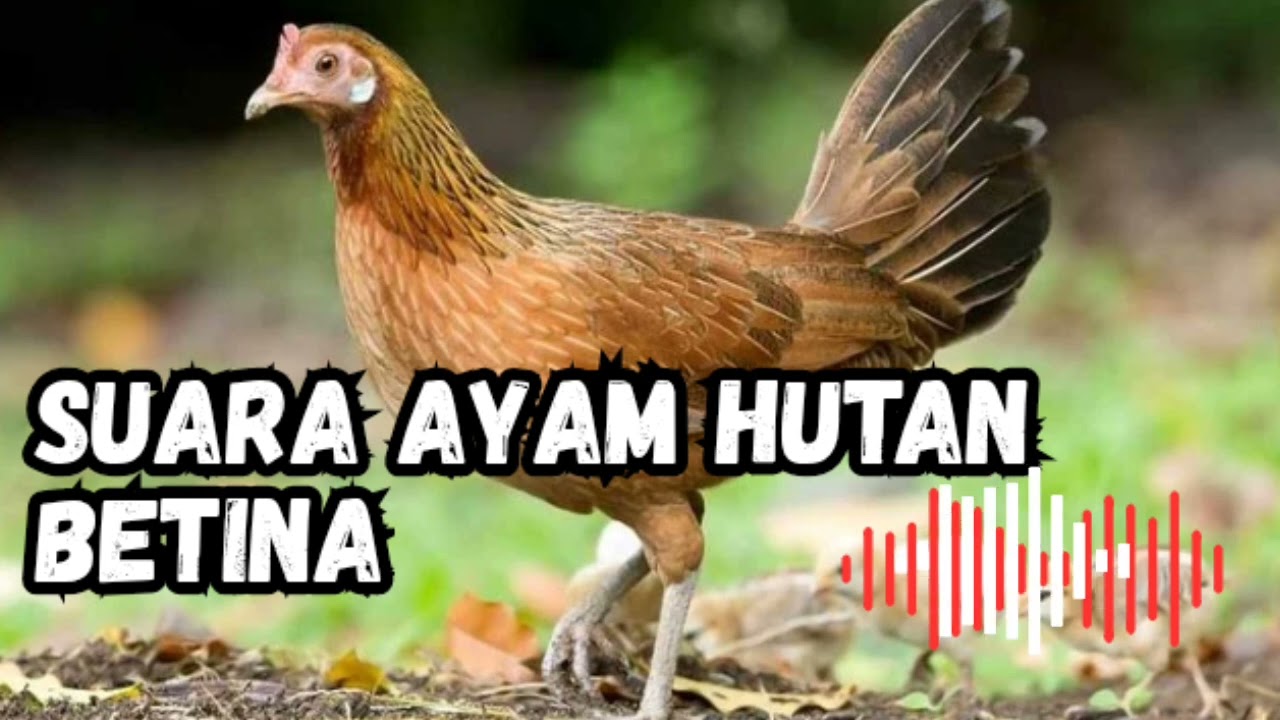 SUARA AYAM HUTAN PIKAT - SIAP-SIAP PANEN AYAM HUTAN‼️