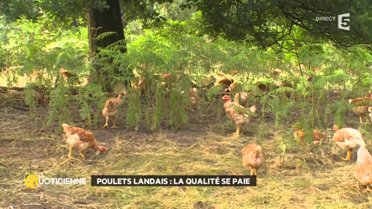 Poulets landais : la qualité se paie