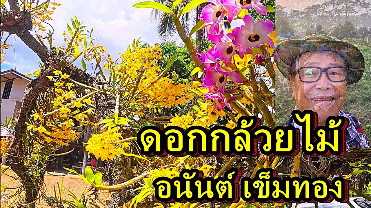 เพลงดอกกล้วยไม้,เหลืองจันท์บานที่สวน 1 มีนาคม 2569,แต่งและขับร้องโดยอนันต์เข็มทอง.ดนตรี#ป้อไทโฮม