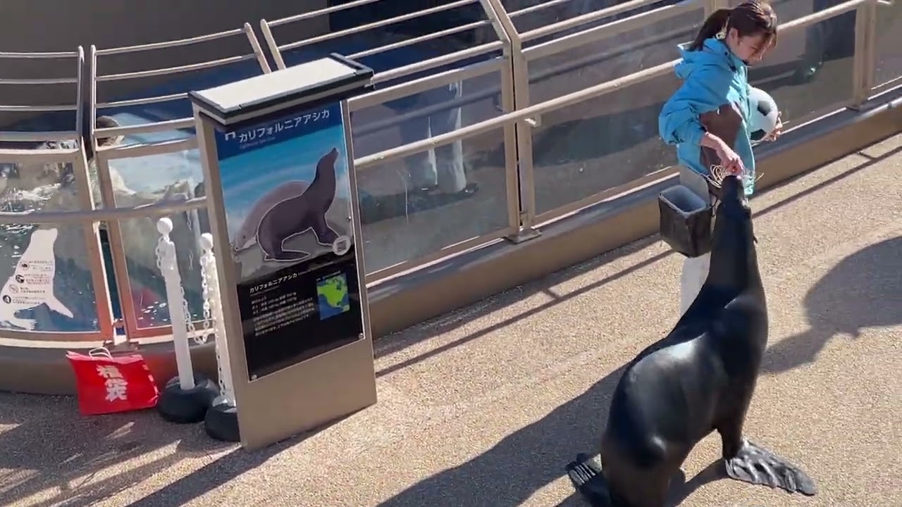 大洗水族館アシカお散歩カイト君26/01/12-12:40