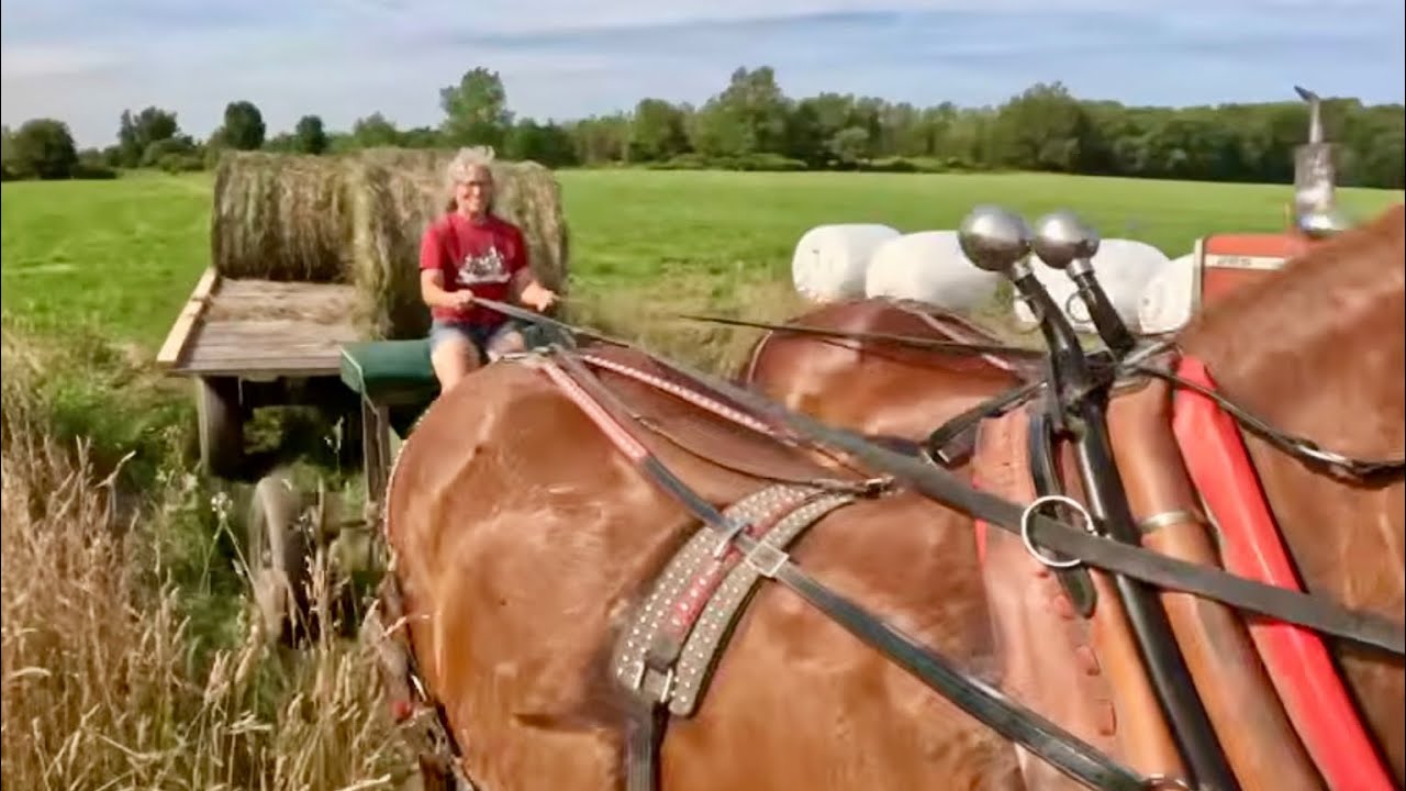 WORKING HORSES WITH BRENDA! #944