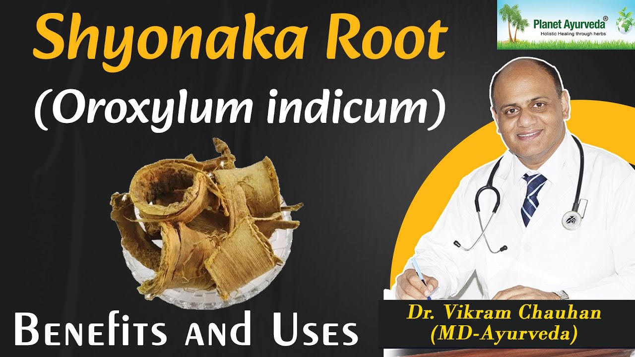 Shyonaka Root ( Oroxylum indicum) - Benefits and Uses - Dr. Vikram Chauhan