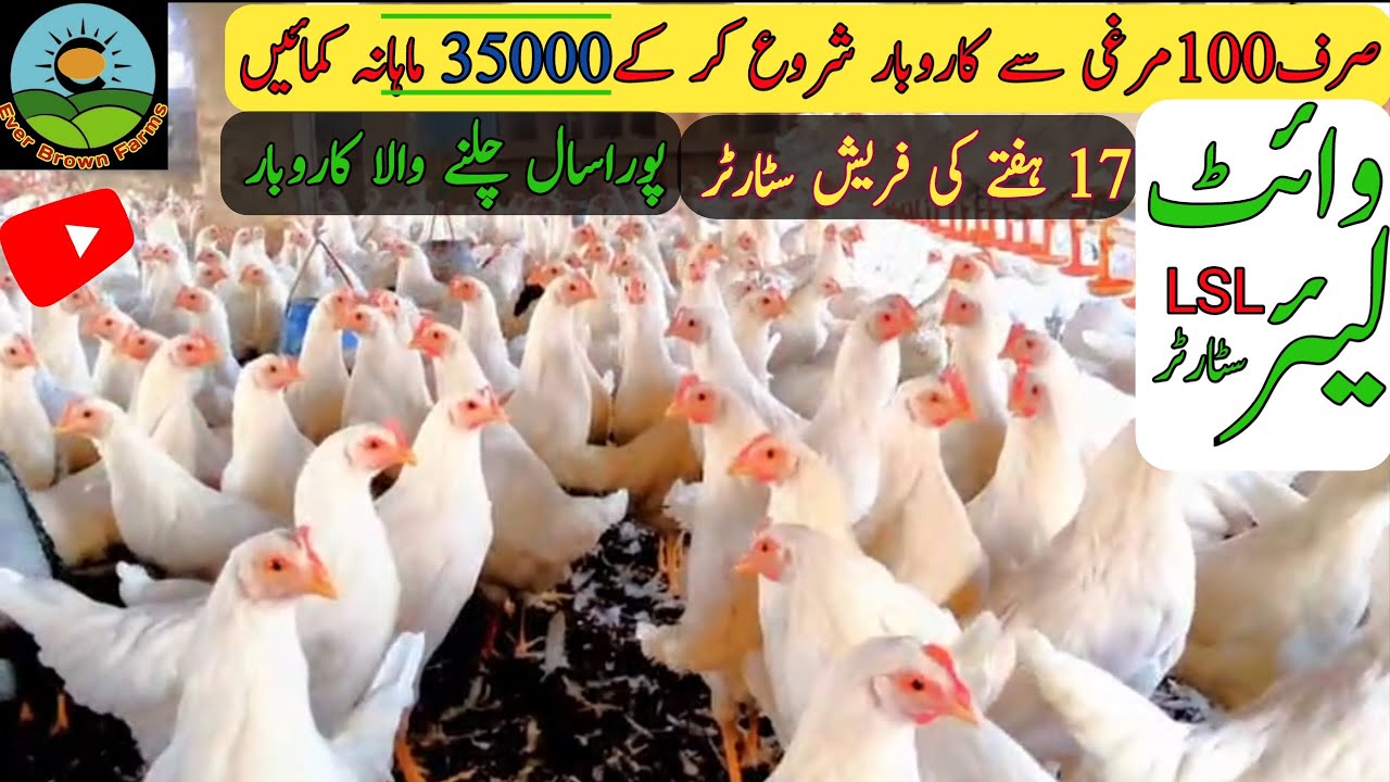 White layer hens | white layer farming | Lsl, nick chick, w 80@everbrownfarms