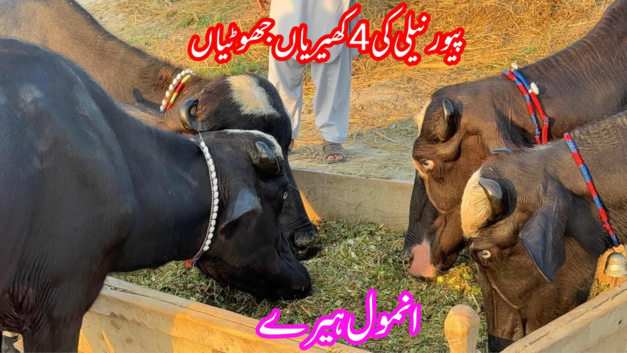 پیورنیلی کی 4کھیریاں جھوٹیاں براۓفروخت11ستمبر | Pure Nilli Ki kherian Jhottian for sale in Punjab 