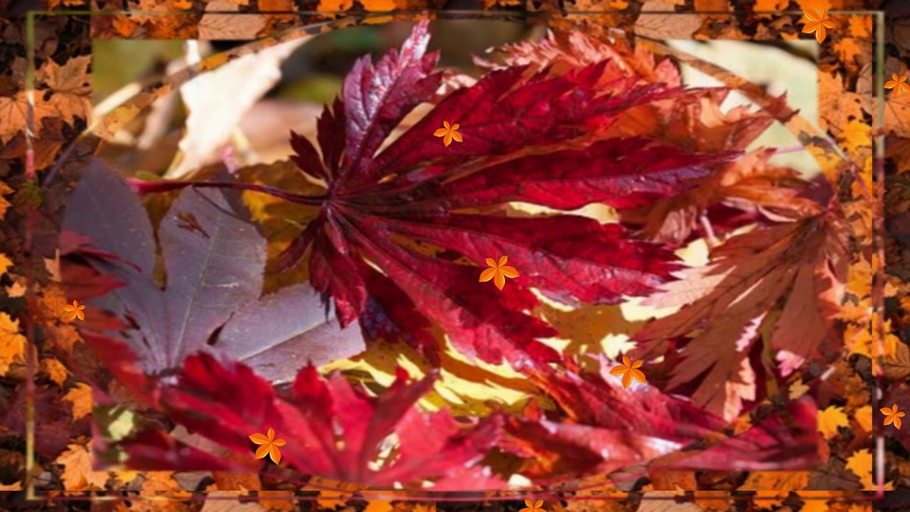 Feuilles d'Automne