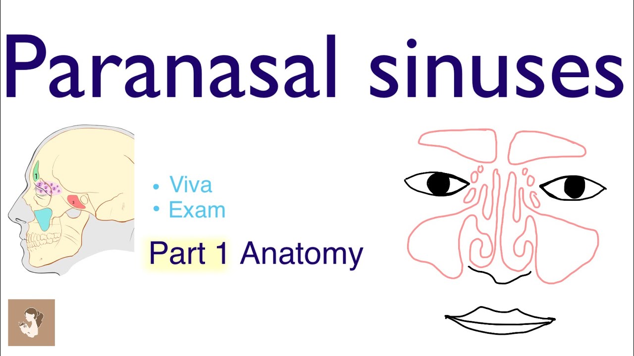 Paranasal sinuses | Anatomy and physiology | Concise explanation | ENT