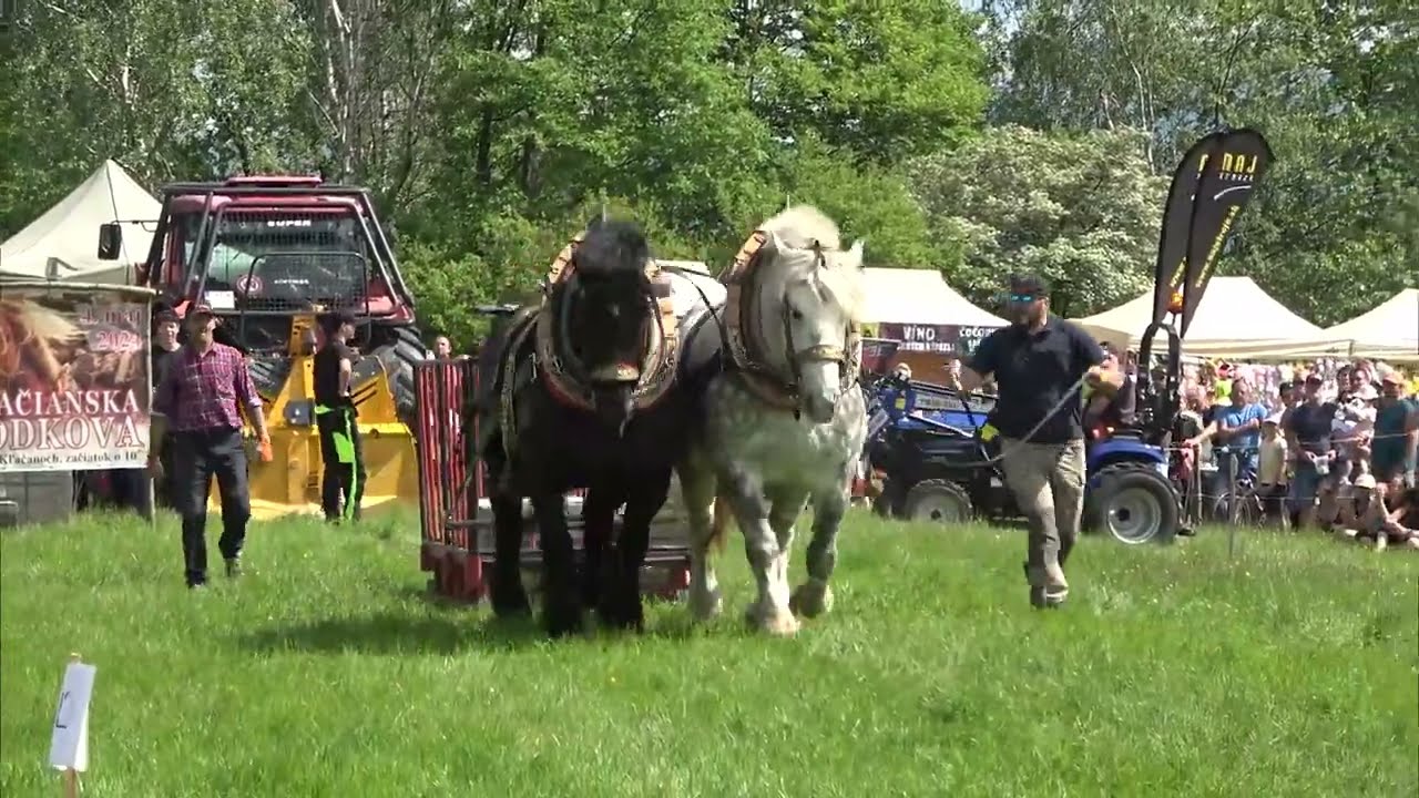 Miša a Saša, druhé miesto v ťažkom ťahu vo váhovej kategórii nad 1600 kg! (Kľačianska podkova 2024)