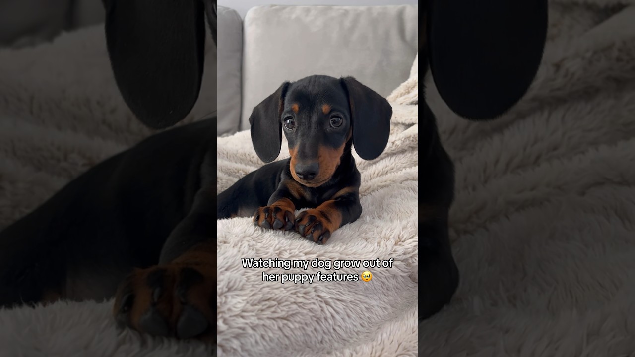 🥹❤️ #puppy #dog #dachshund #fy #fyp #puppies #dogs #sausagedog #cutedog #cute #dogshorts #pets