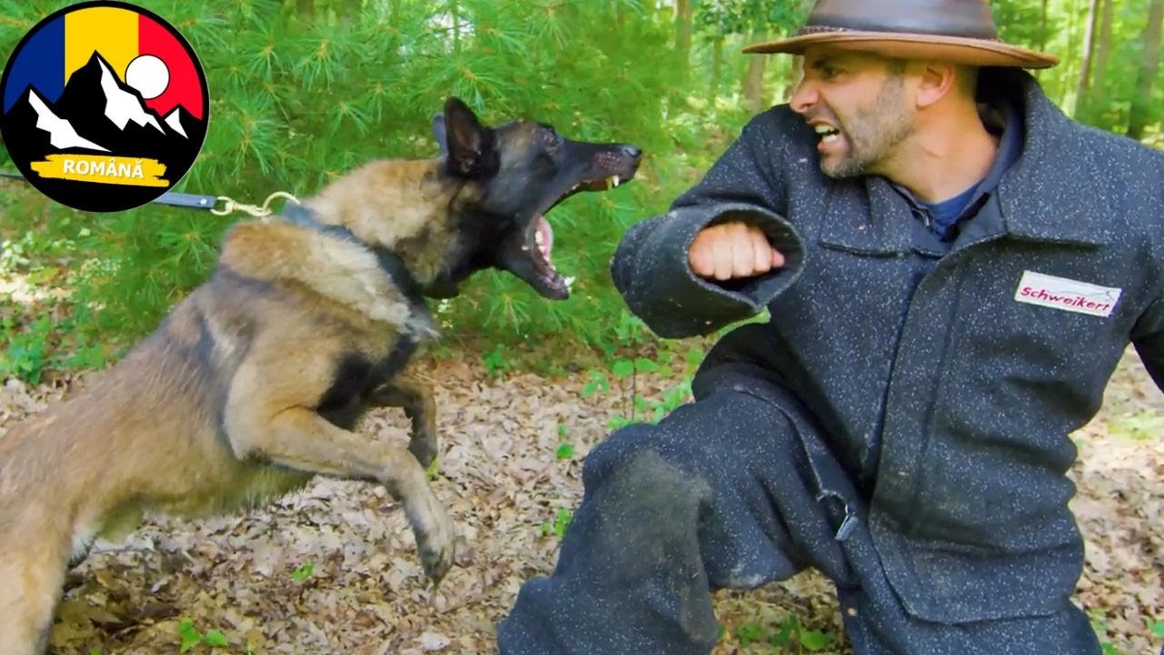 Trei câini de luptă atacă! Puterea mușcăturii pusă la încercare 🐶Brave Wilderness