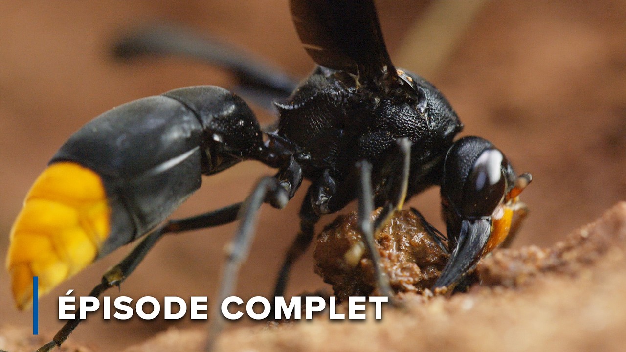 Sanctuaire dans le ciel : Flore & Faune des Cloud Mountains | Les royaumes cach&eacute;s d'Afrique 102