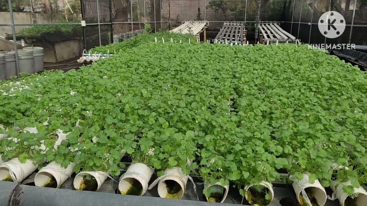 cultivo de cilantro a 10 días de trasplante a módulo NFG