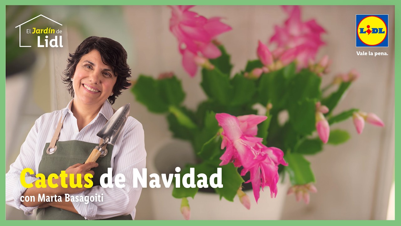 Cuidado del Cactus de Navidad 🌵🌸 | El Jardín De Lidl | Lidl España