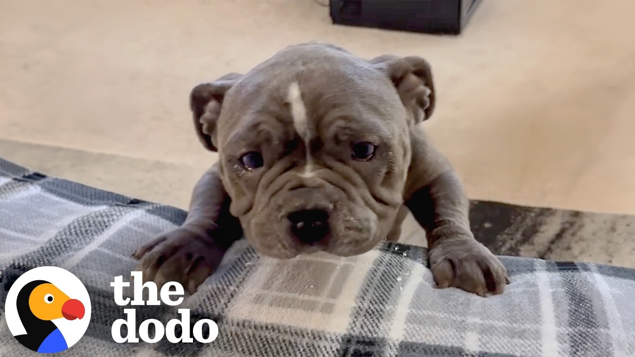 &laquo;Пожилой&raquo; бульдог оказался диким и энергичным щенком | The Dodo