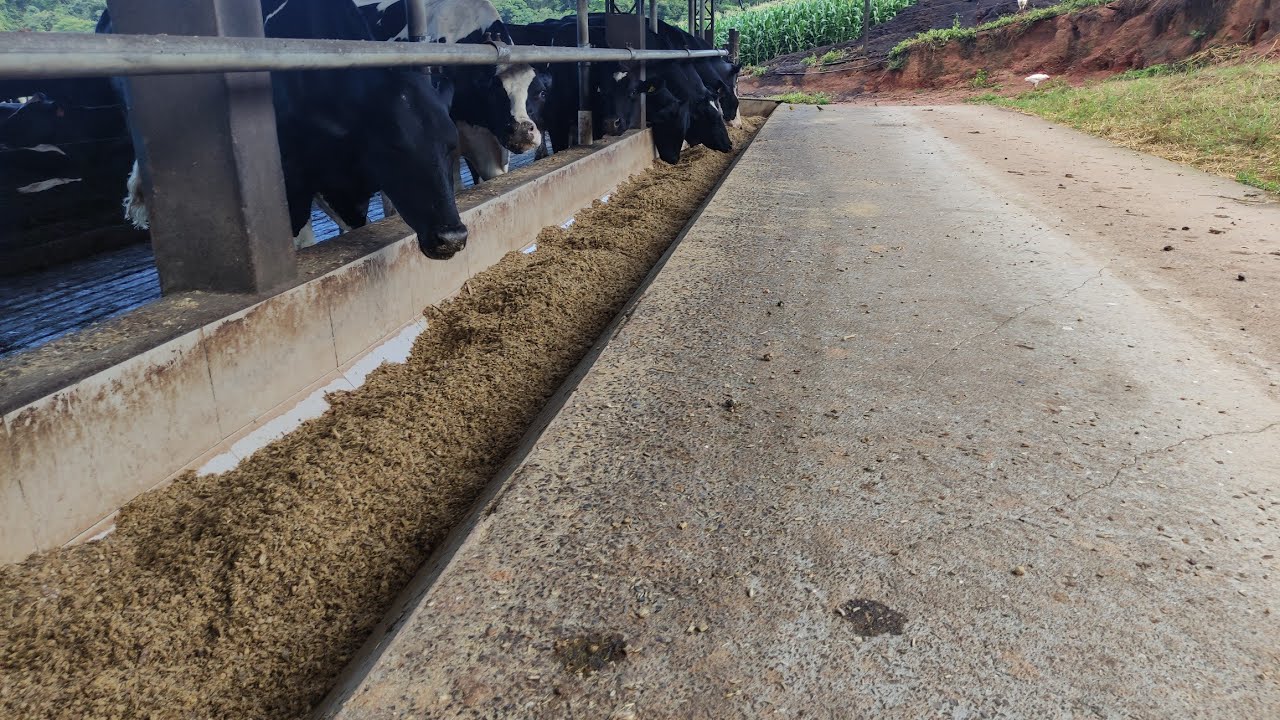 Manejo no compost, Segunda Ordenha feliz Natal 🎇🐄🚜🙏🏽🌽