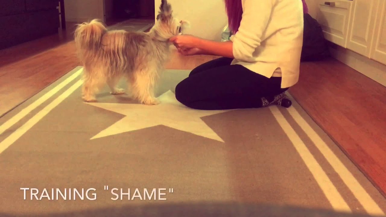 Training to be ashamed