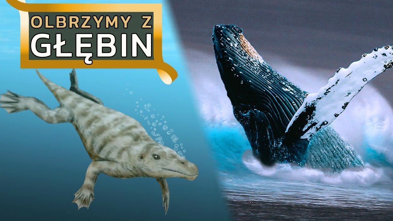 Olbrzymy z głębin &ndash; ewolucja WALENI!