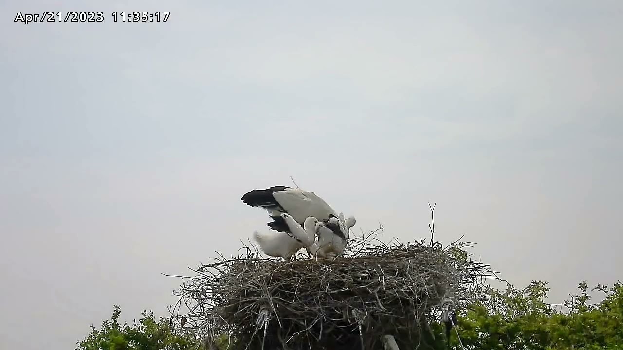 コウノトリのひなに足環を装着_20230421
