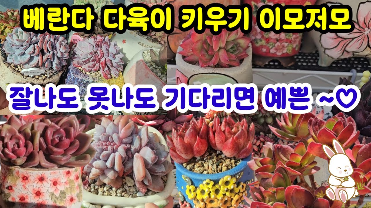 베란다 다육이 키우기 못냄이도 기다리면 예뻐져요 🌸다양하게 키우고 또다른 재미가 생기네요😆