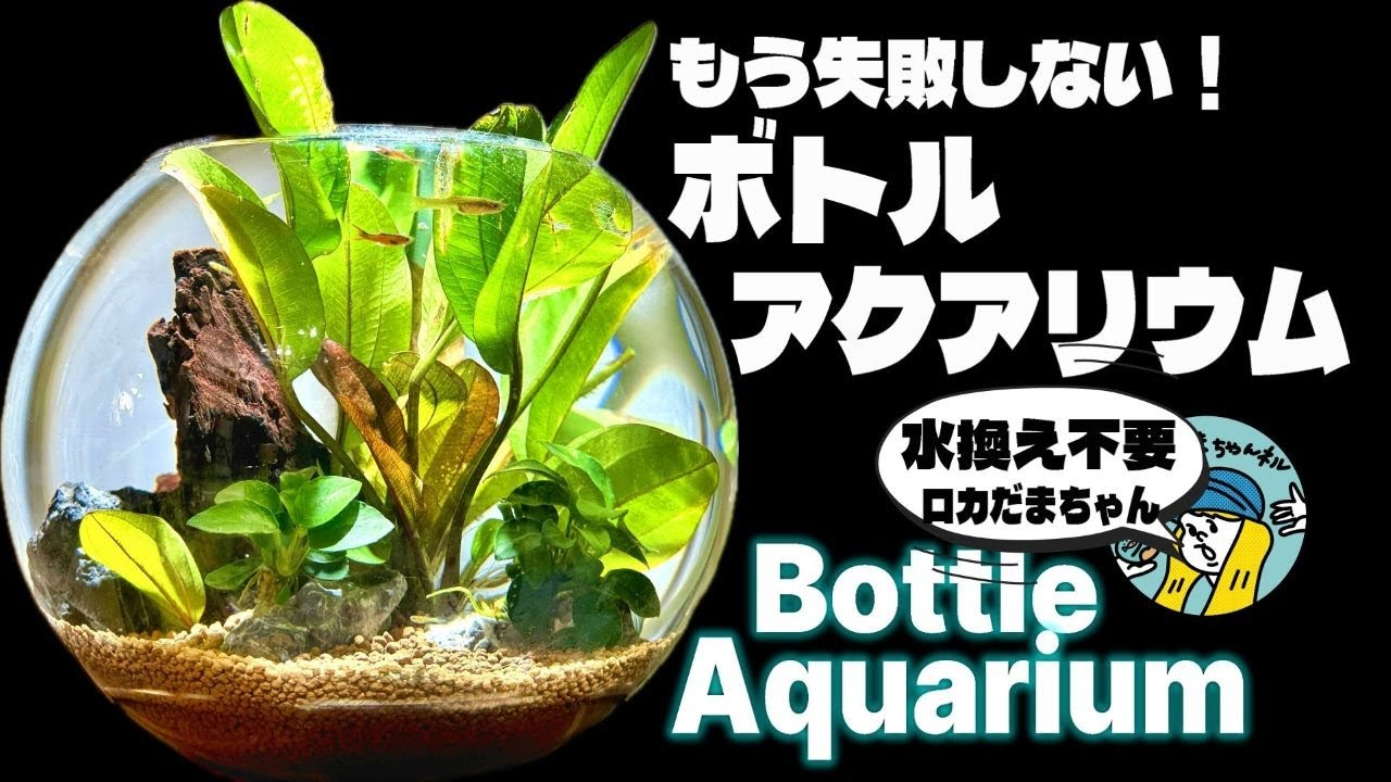 【アクアリウム】失敗しないボトルアクアリウム製作方法（水換え不要のシステムでお魚を楽しむ方法教えます）
