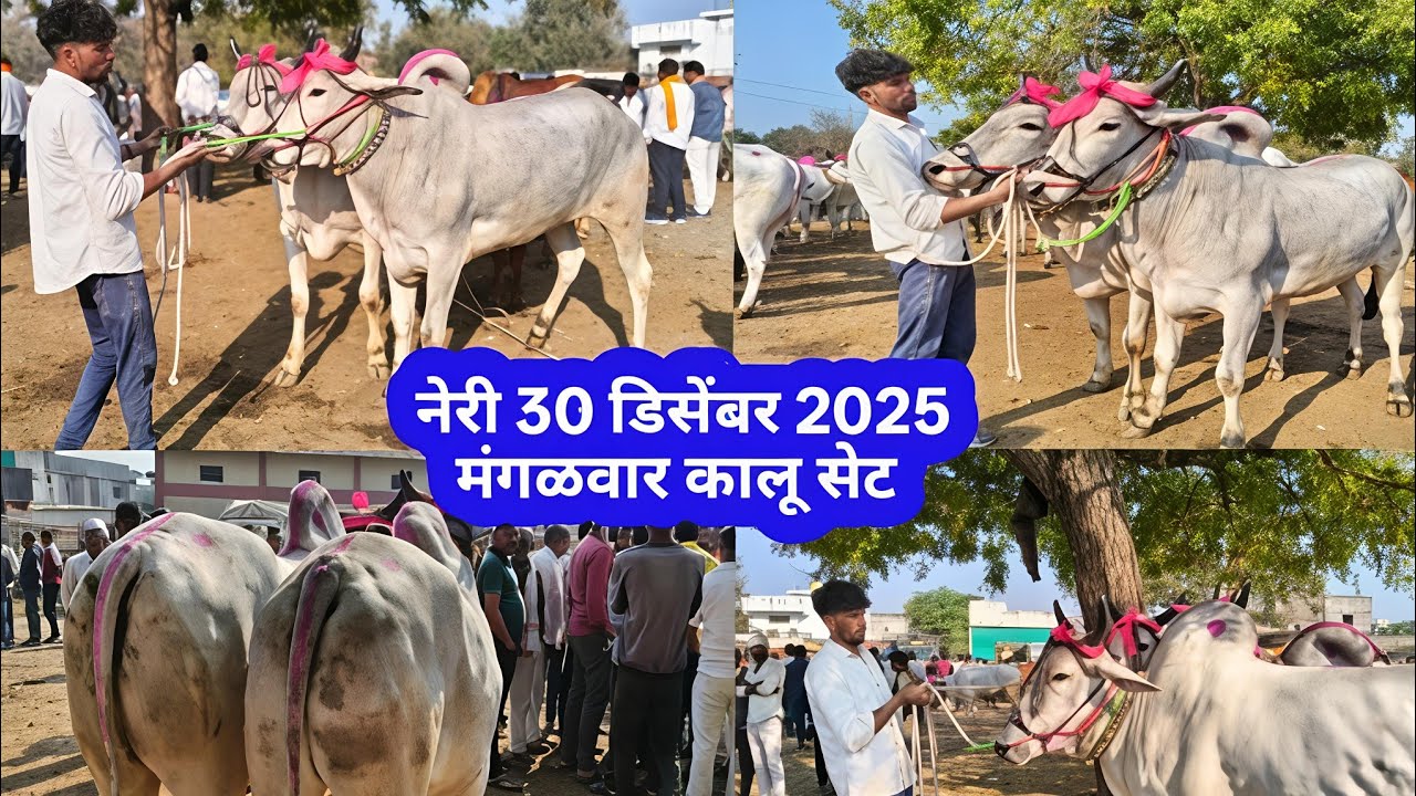 30 डिसेंबर 2025‌| नेरी बैल बाजार | वार मंगळवार तालुका जामनेर | जिल्हा जळगाव कालू | शेठ यांच्या गाव 