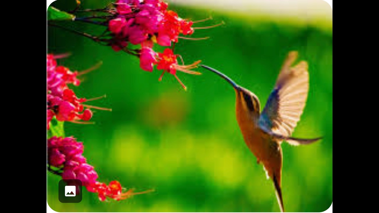Monarchs, Milkweed and More - Turn Your Yard Into a Wildlife Oasis