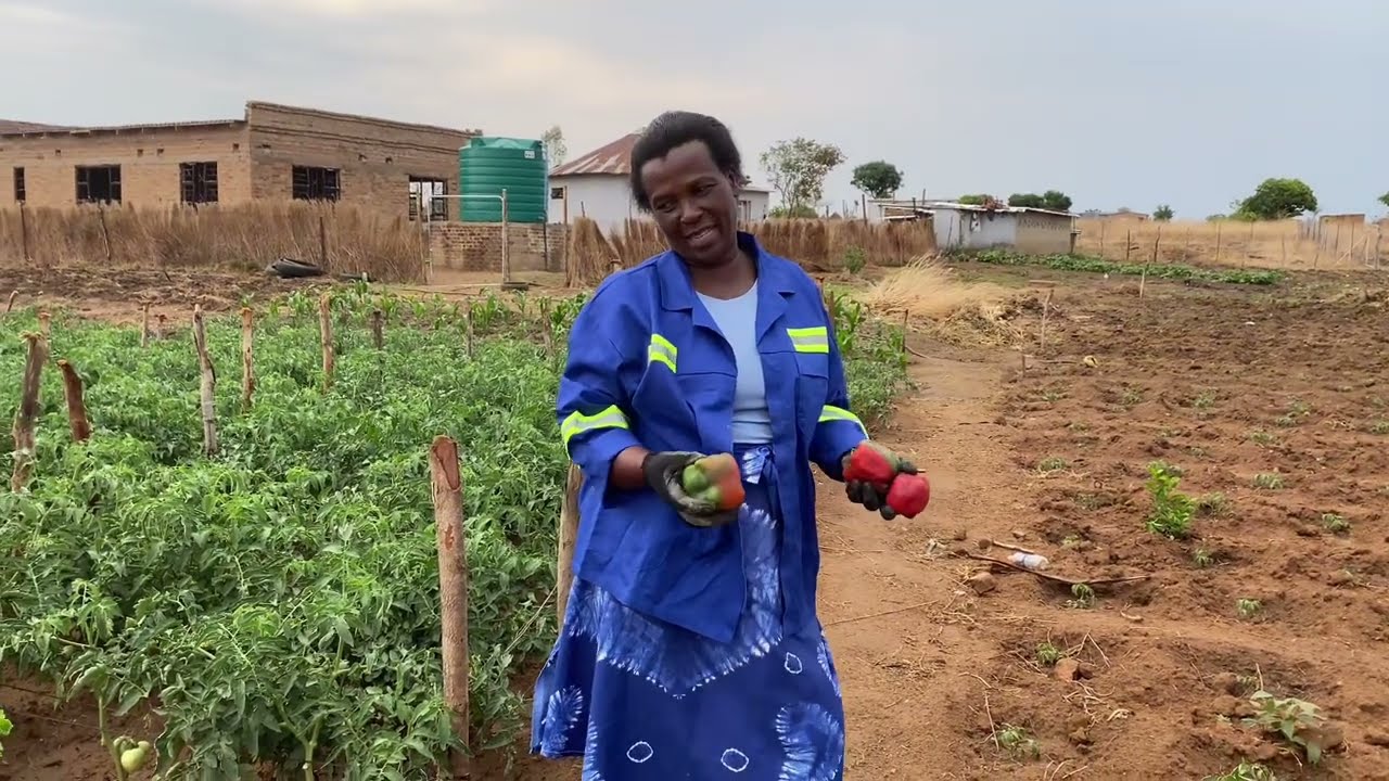Ngatidzokerei Kumusha /Back to Basics Our Rural Development Plan